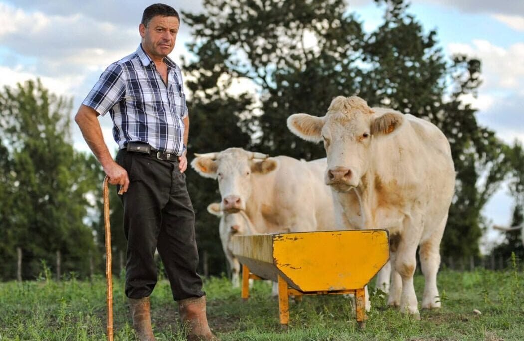 man standing in front of grazing cow