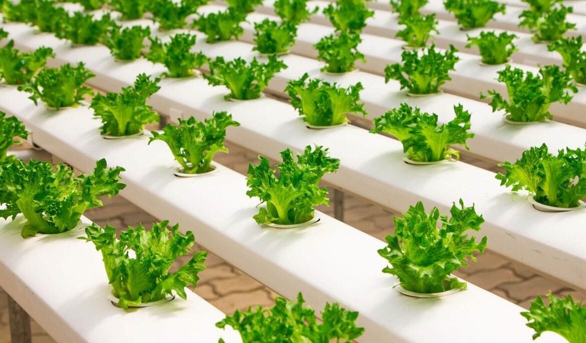 fresh vegetable farming