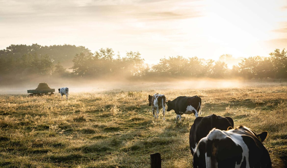 Cows grazing in a misty pasture at sunrise