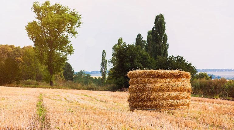 Hay bales in a harvested field